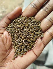 Cassia Tora Seeds - Image 3